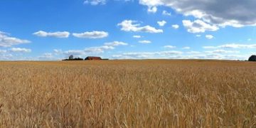 New Farm Bill: Analyzing the Impacts on Agriculture and Food Prices - Cover Image